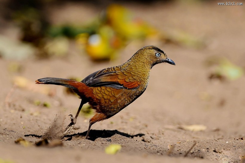 身带鳞状斑之蓝翅噪鹛图片大全