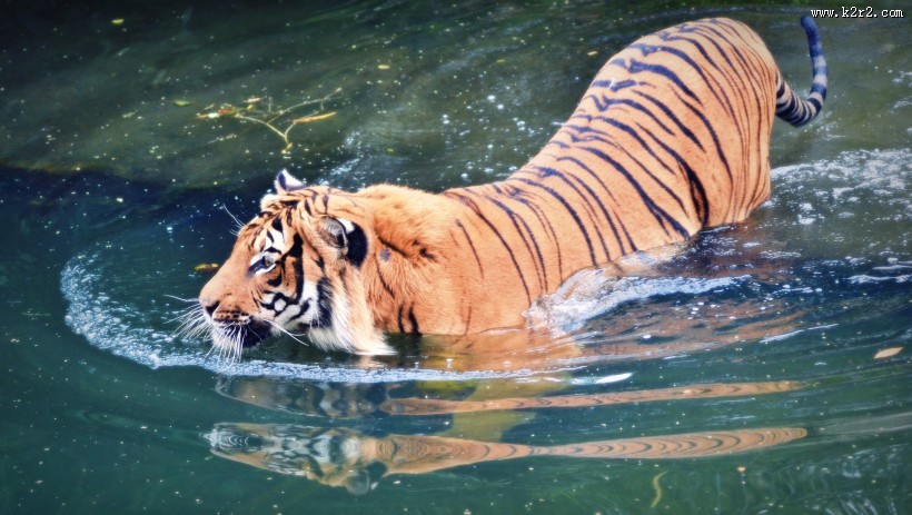 极危品种之苏门答腊虎图片