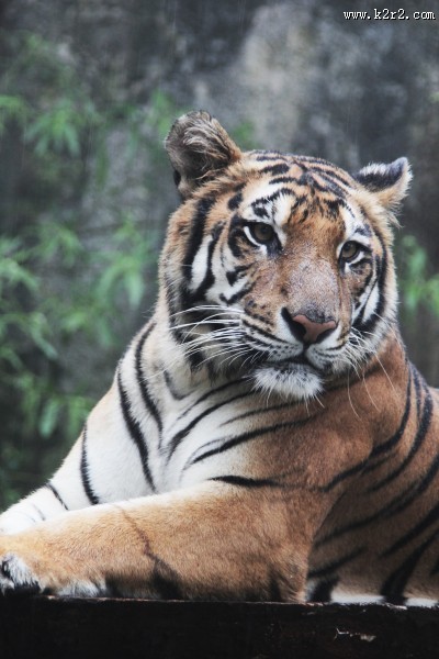 极危品种之苏门答腊虎图片