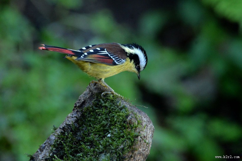小型鸟之火尾希鹛图片