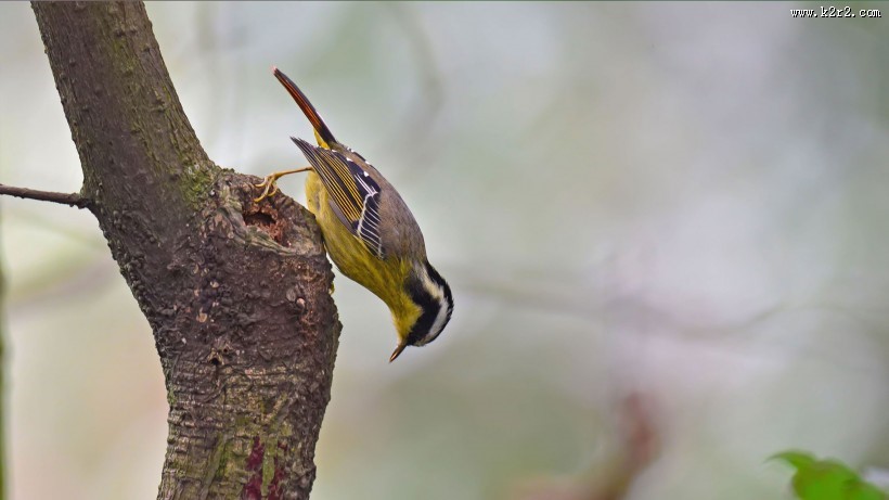 小型鸟之火尾希鹛图片