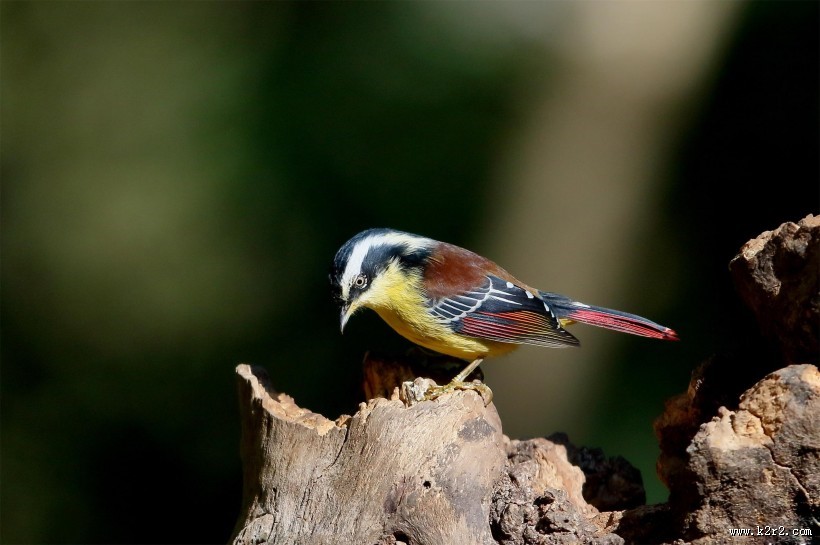 小型鸟之火尾希鹛图片