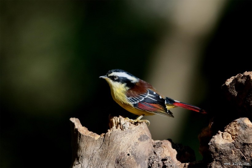 小型鸟之火尾希鹛图片