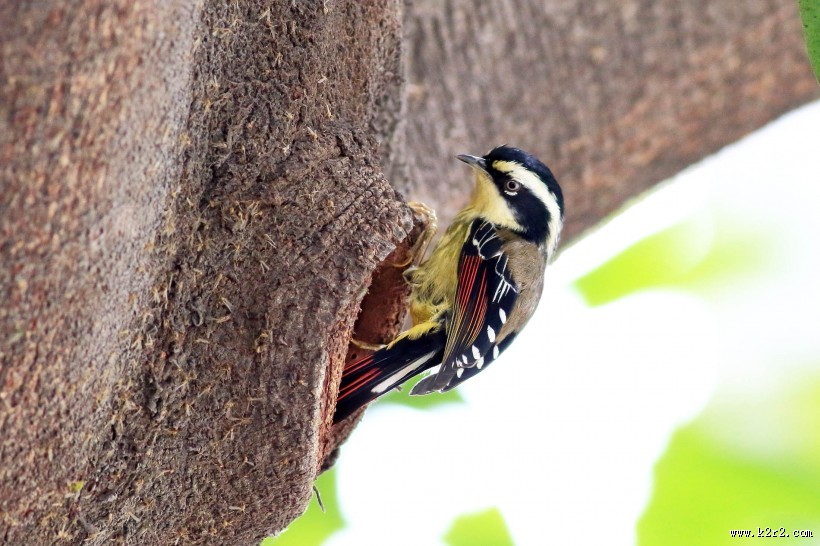 小型鸟之火尾希鹛图片