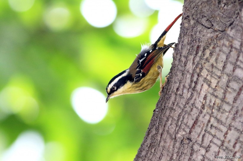 小型鸟之火尾希鹛图片