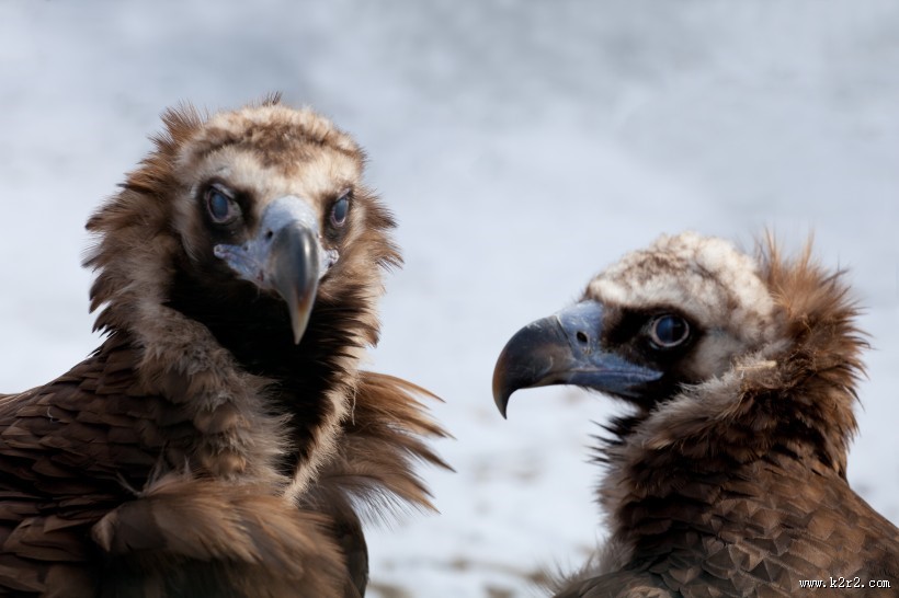 犀利的老鹰图片