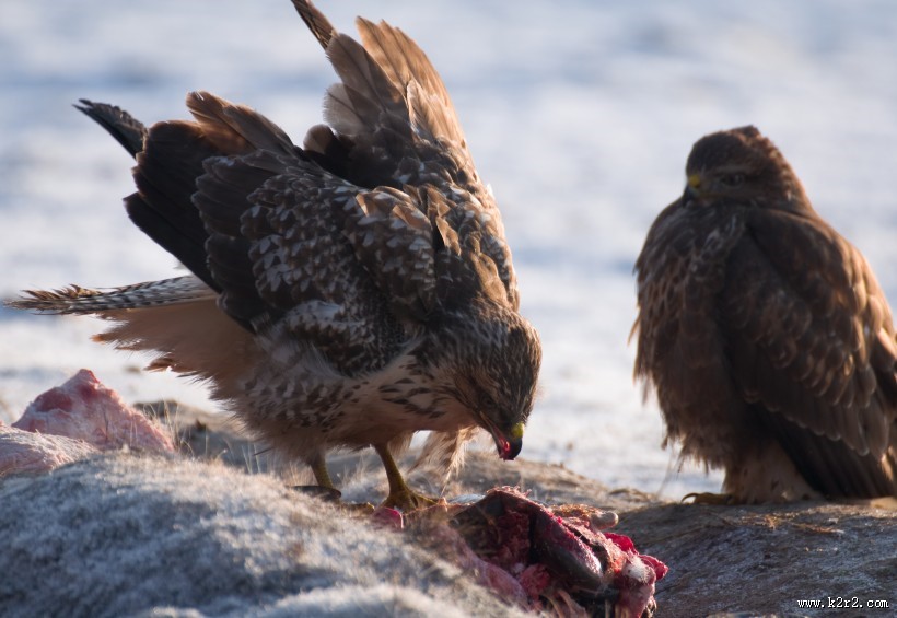 犀利的老鹰图片
