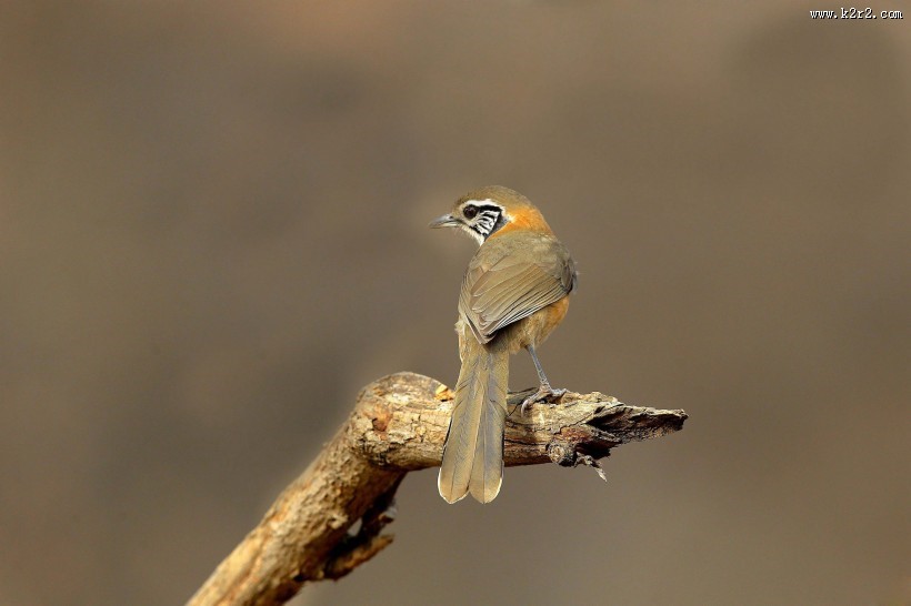 性喜集群的黑领噪鹛图片