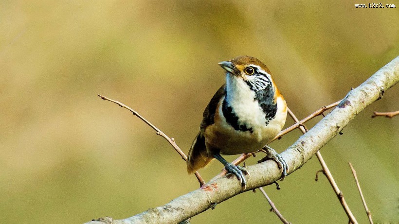 性喜集群的黑领噪鹛图片