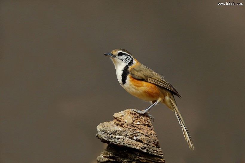 性喜集群的黑领噪鹛图片