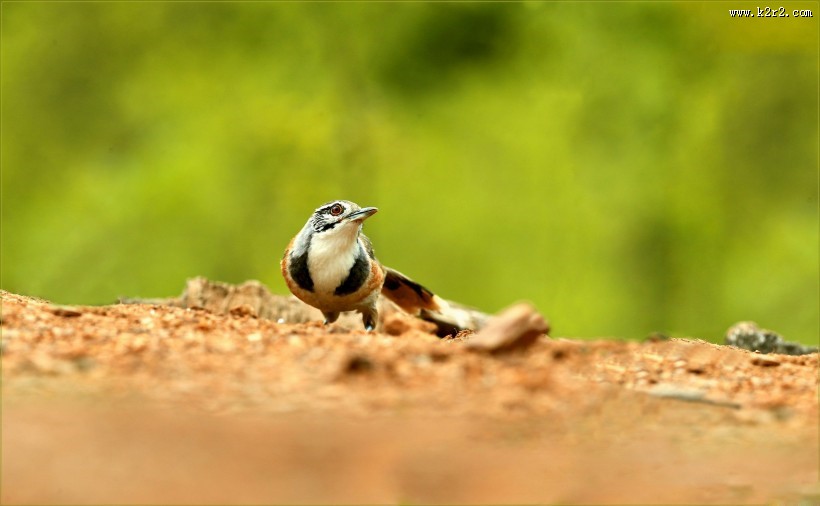 性喜集群的黑领噪鹛图片