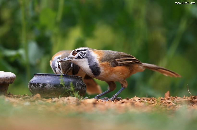 性喜集群的黑领噪鹛图片