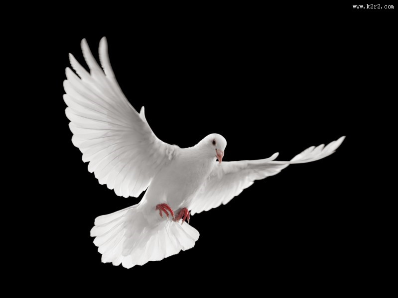 在天空飞翔和平鸽图片