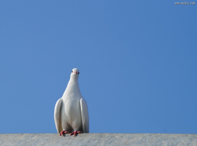 在天空飞翔和平鸽图片