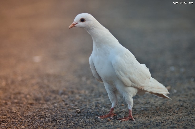 在天空飞翔和平鸽图片