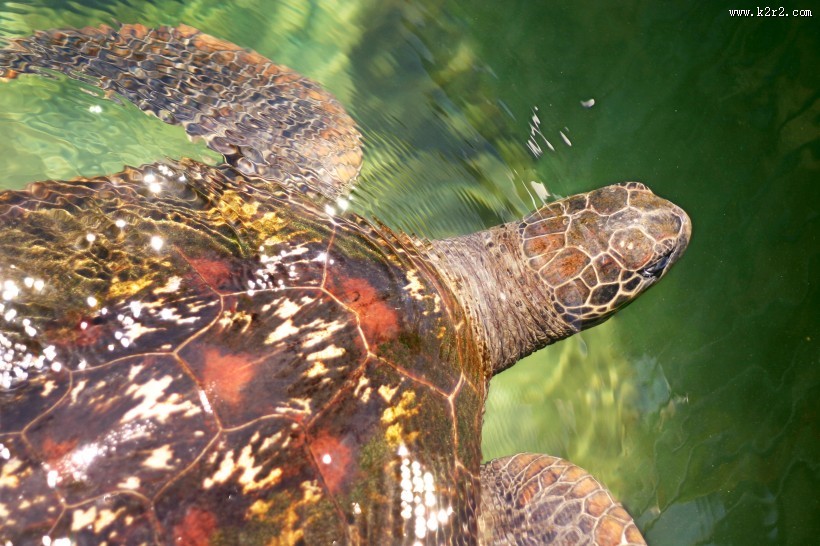 憨态可掬的海龟动物图片
