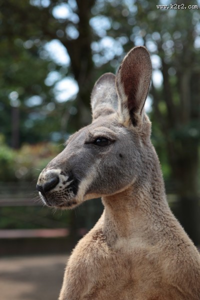 呆萌可爱的袋鼠图片大全