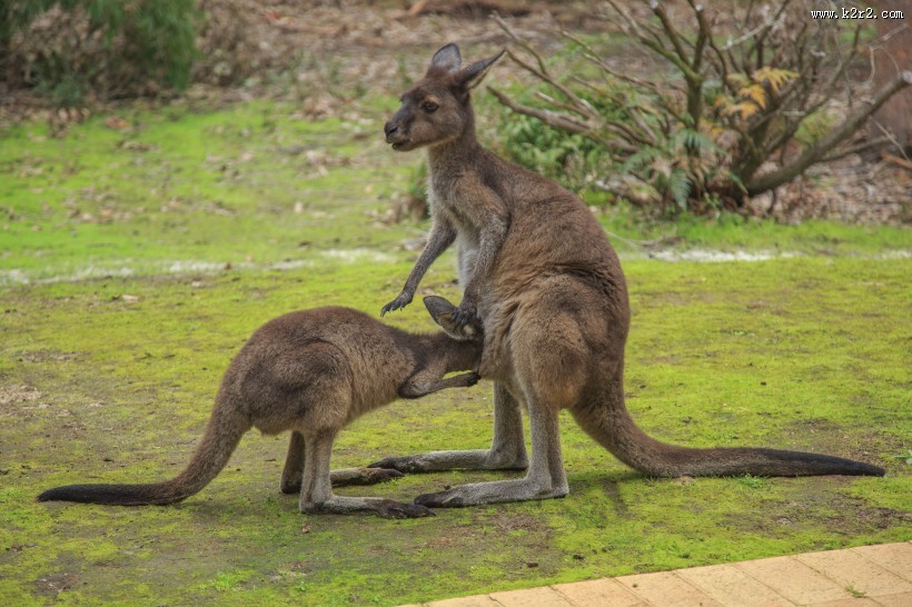 呆萌可爱的袋鼠图片大全