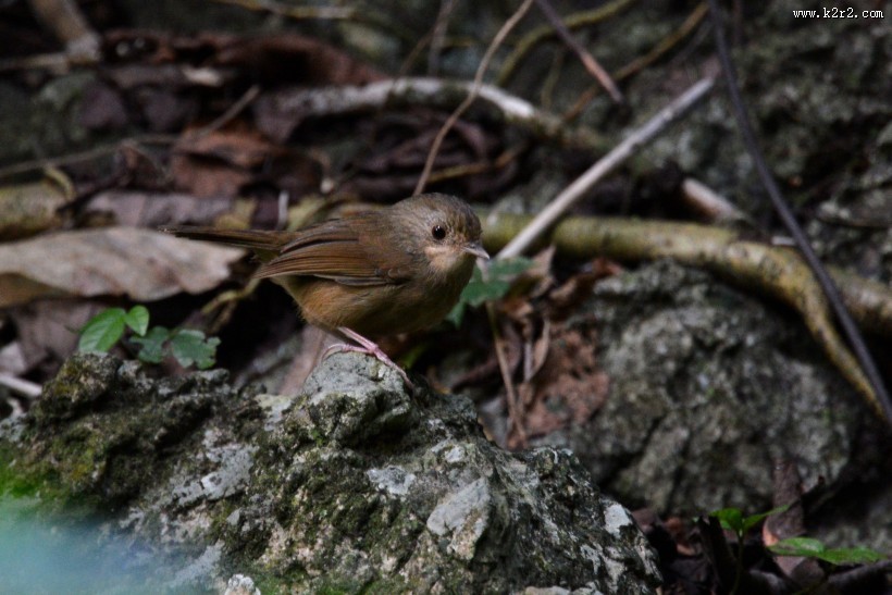 暖褐色的白腹幽鹛图片大全