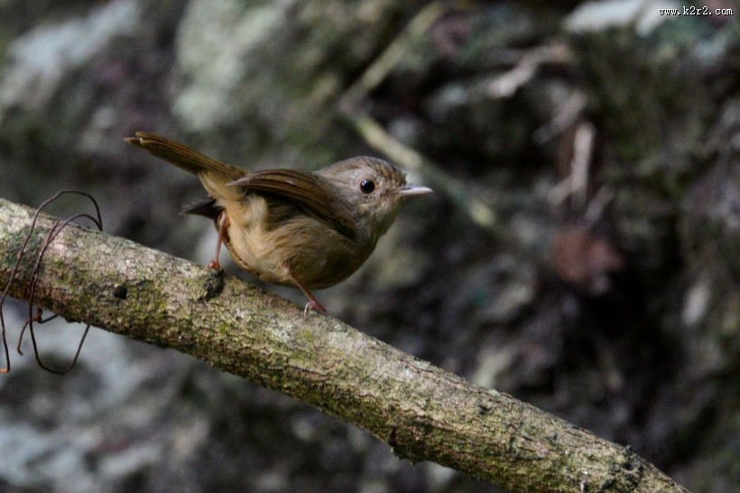 暖褐色的白腹幽鹛图片大全