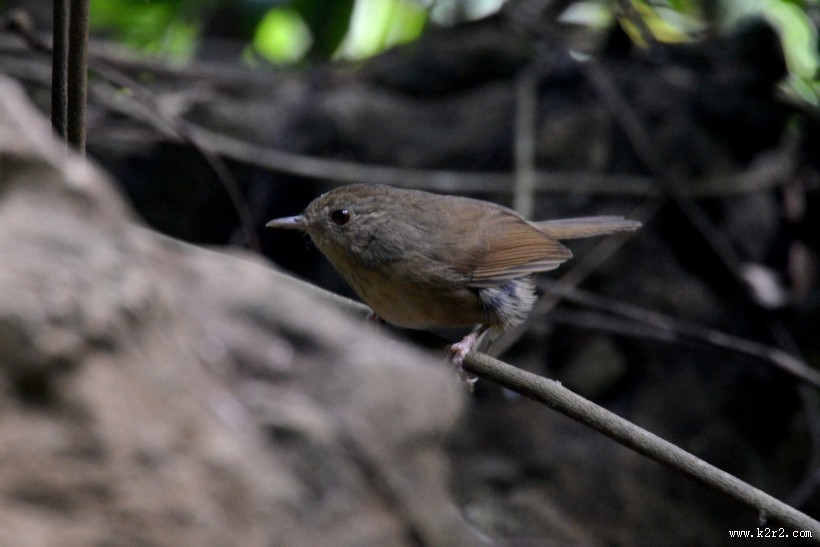 暖褐色的白腹幽鹛图片大全