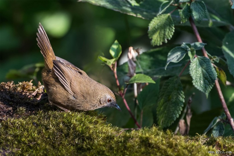 暖褐色的白腹幽鹛图片大全