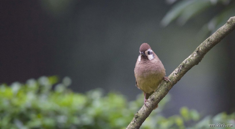 中型鸟之白颊噪鹛图片大全