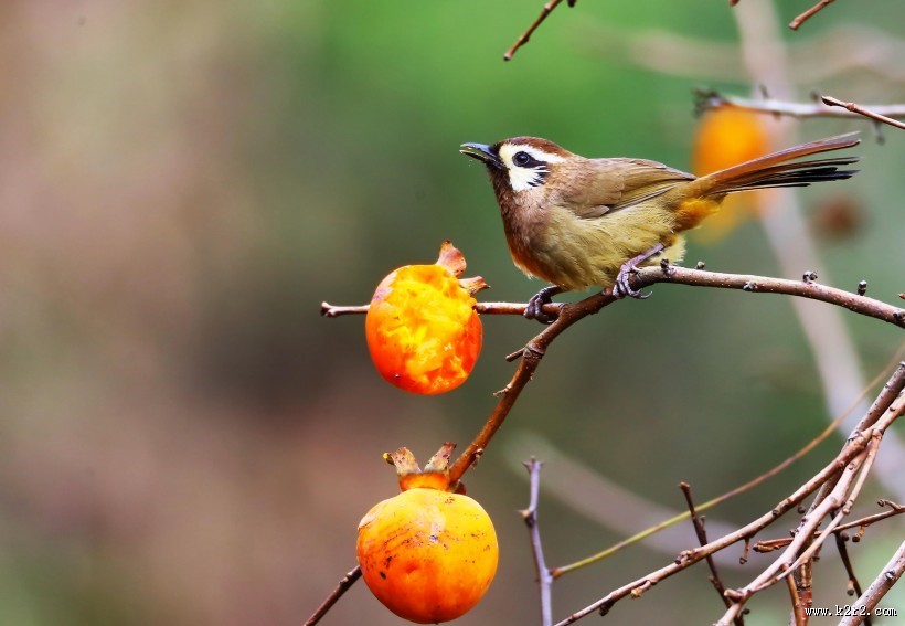 中型鸟之白颊噪鹛图片大全
