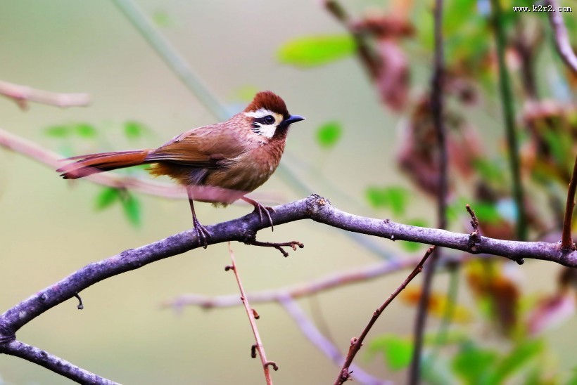 中型鸟之白颊噪鹛图片大全