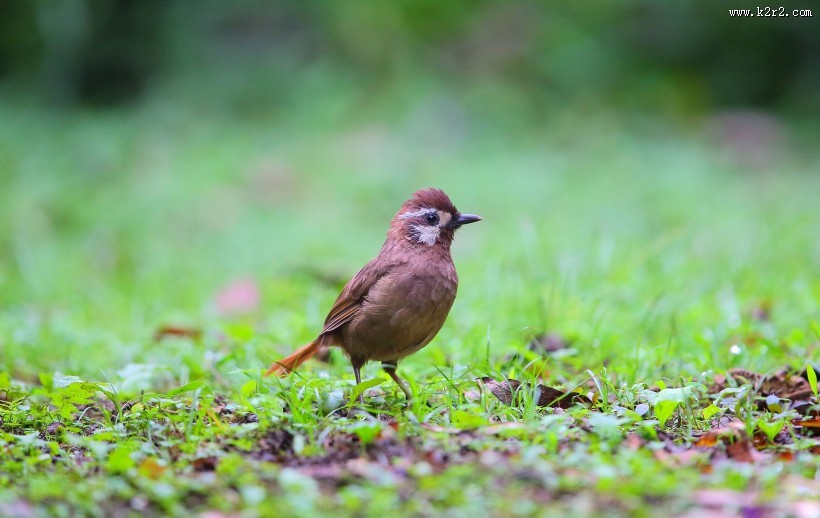 中型鸟之白颊噪鹛图片大全
