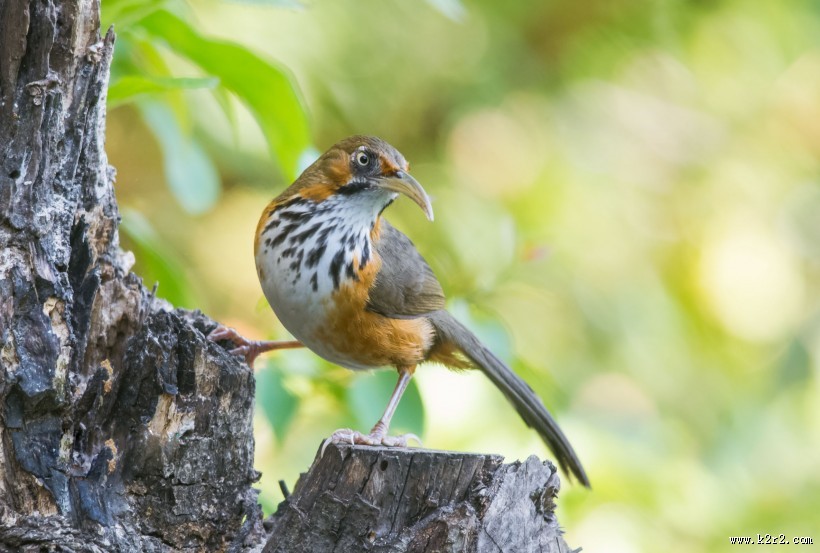 嘴巴尖尖的斑胸钩嘴鹛图片