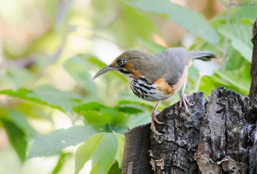 嘴巴尖尖的斑胸钩嘴鹛图片