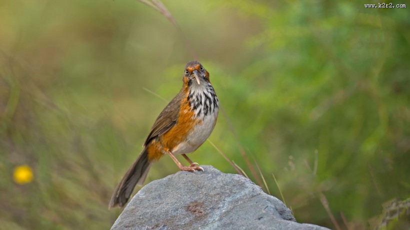 嘴巴尖尖的斑胸钩嘴鹛图片