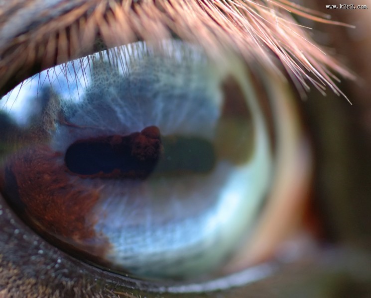 马的眼睛特写图片