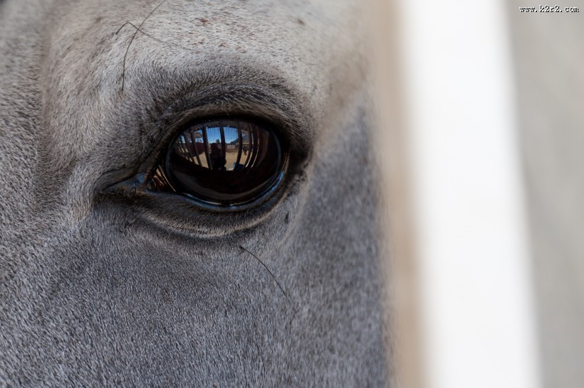 马的眼睛特写图片