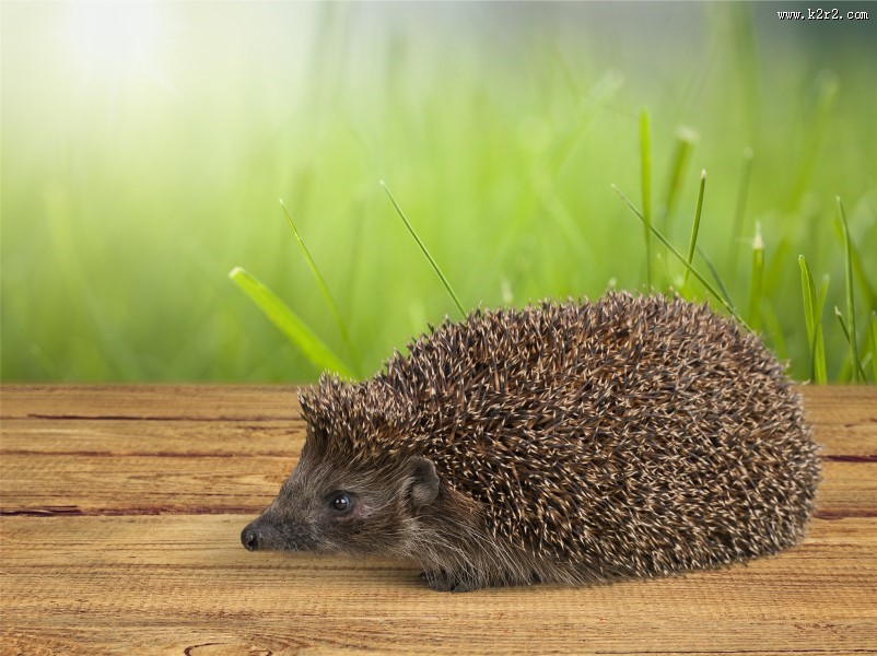 可爱的小刺猬图片大全