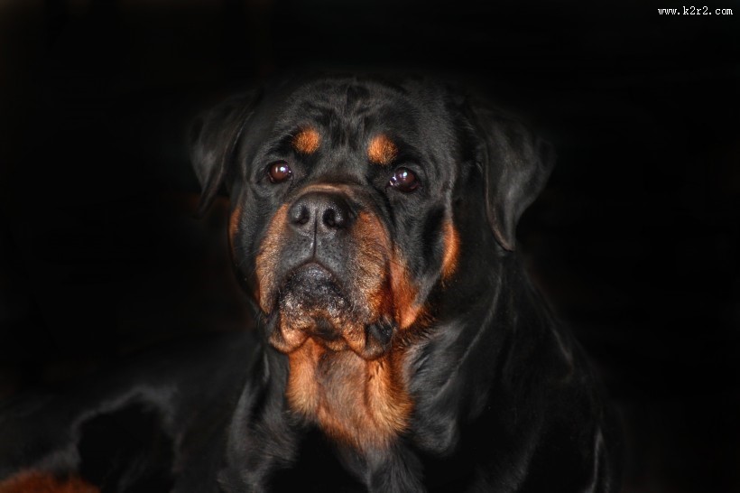 狗狗户外图片大全