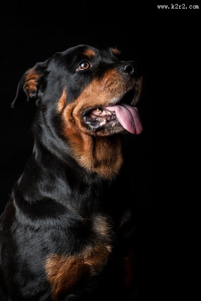 狗狗户外图片大全