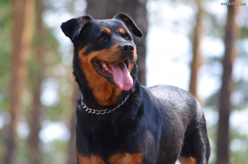 狗狗户外图片大全