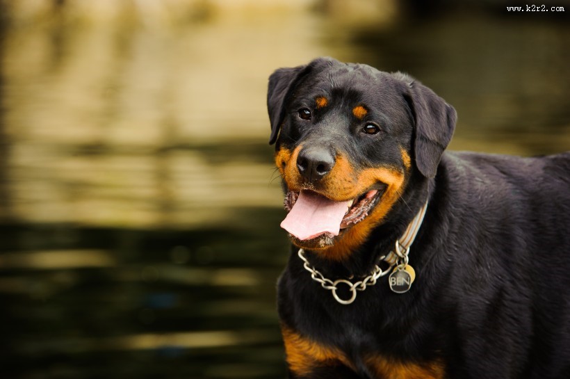 狗狗户外图片大全