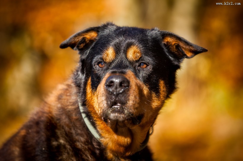 狗狗户外图片大全