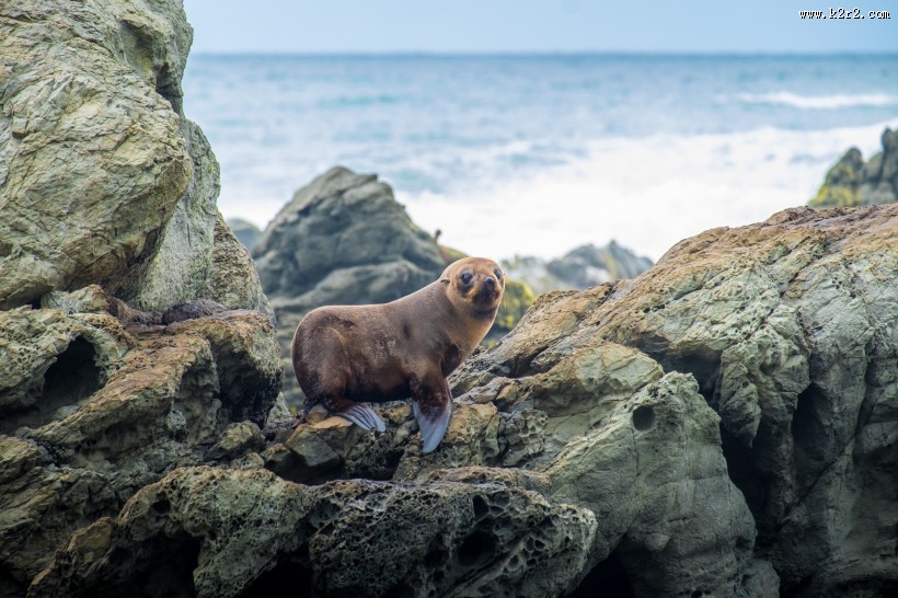 海狮与海龟的图片大全