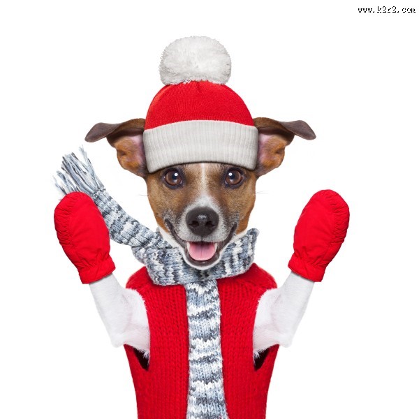 充满创意的宠物狗狗图片