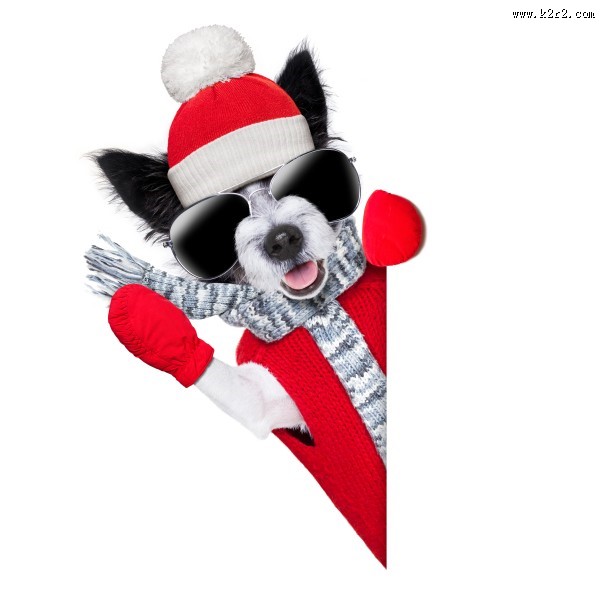 充满创意的宠物狗狗图片