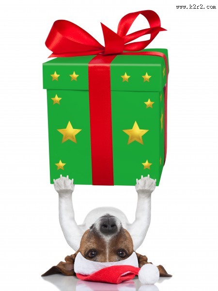 充满创意的宠物狗狗图片