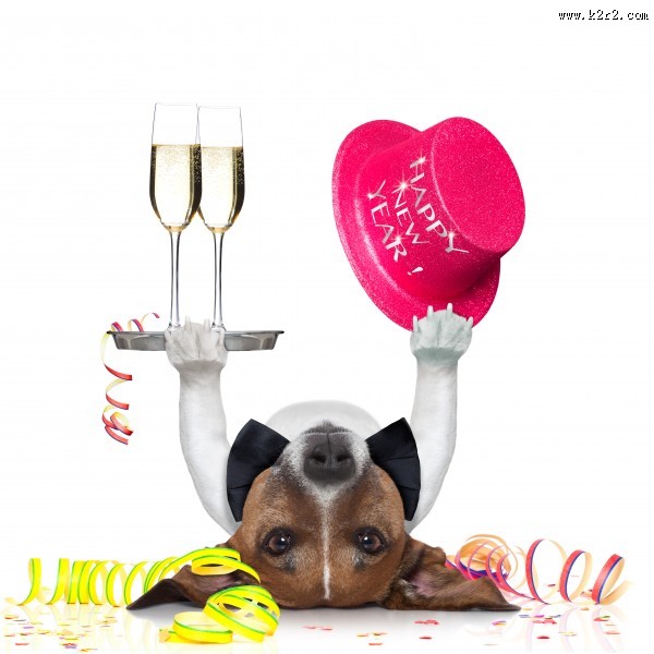 充满创意的宠物狗狗图片