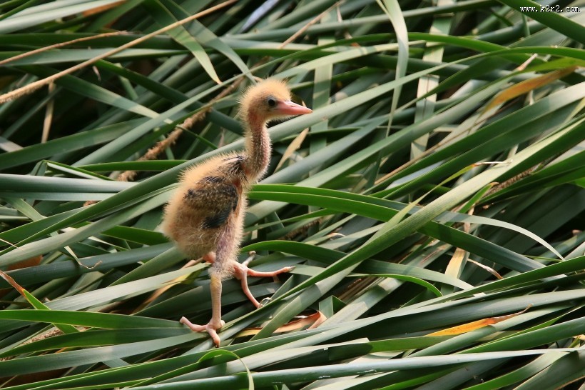 黄苇鳽幼鸟图片