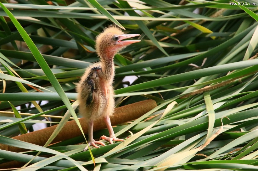 黄苇鳽幼鸟图片