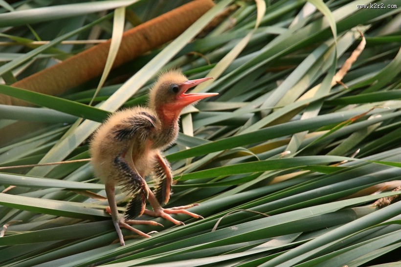 黄苇鳽幼鸟图片