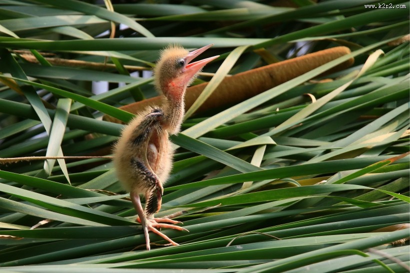 黄苇鳽幼鸟图片